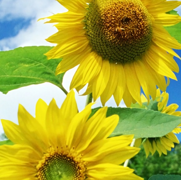 Meet your Posher, Helen - Picture 1 of 1